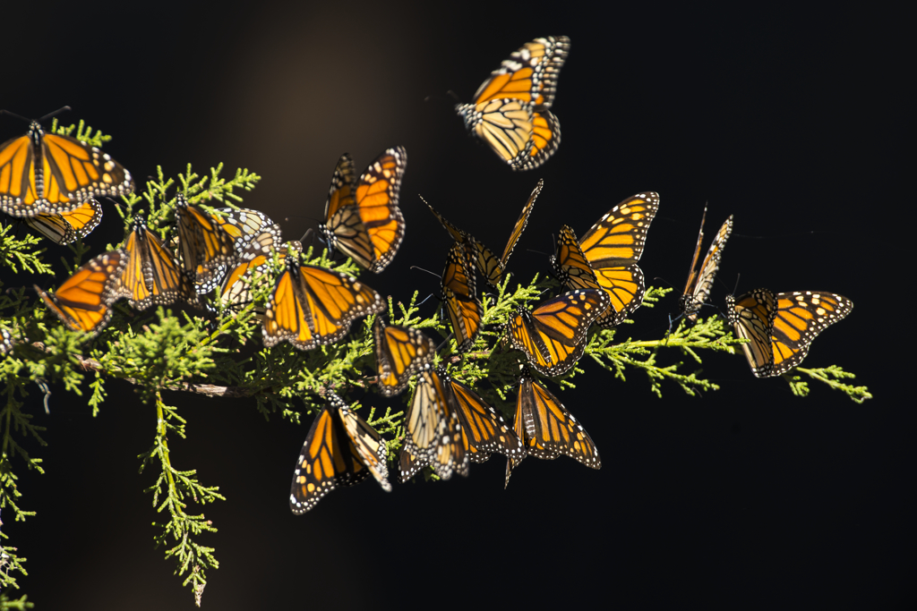 A group of orange and black monarch butterflies rest on a green tree branch.
